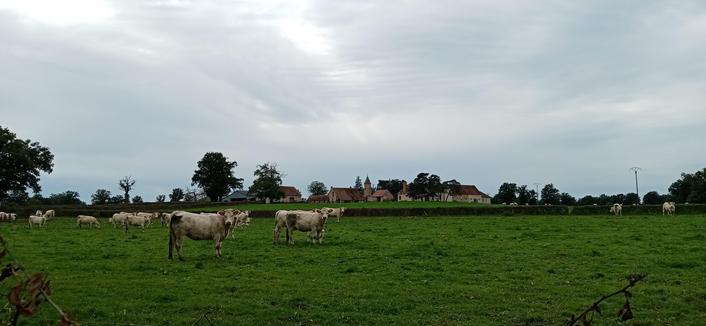Des vaches nous regardent. À l'arrière, un petit château