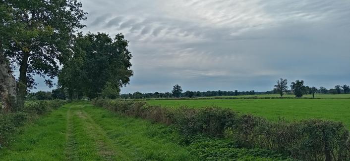 Un chemin herbeux, le long d'un pré