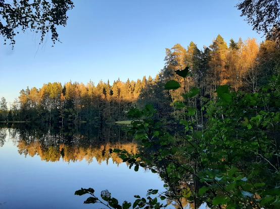 A view towards a lake as the sun is setting and lighting up the autumn coloured yellow leaves across the water.