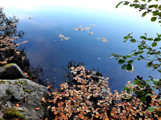 Fallen yellow birch leaves floating on a still blue lake.