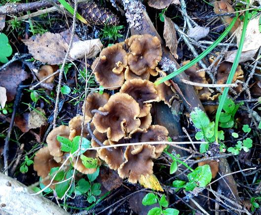 A bunch of trumper chantarelles growing on the forest floor.