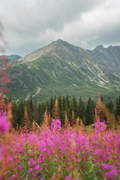 View of mountains with coniferous trees in front of them, pink firewood flowers in the foreground