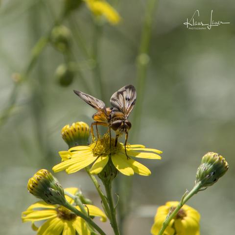 Das Foto zeigt eine breitflügelige Raupenfliege auf der Blüte eines schmalblättrigen Greiskraut.
