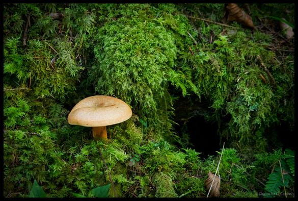 Golden-brown false saffron milkcap mushroom with distinctive cap and thick stem growing among bright green moss and ferns in lush forest floor near Kings Yard in the Galtees, surrounded by dense woodland vegetation.