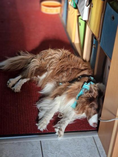 Hund liegt auf dem Boden