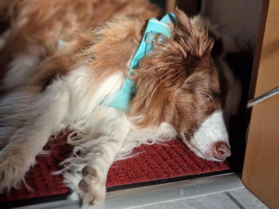 Hund liegt auf dem Boden