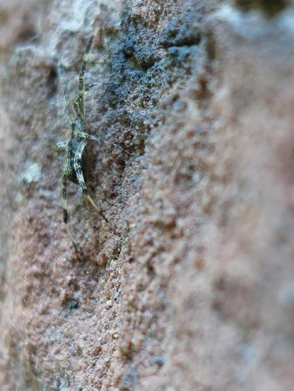 Close-up of a small spider climbing on a vertical rock. The sharp focus is in the centre of the picture on a small section of the rock and the spider's legs. The coarse, grainy structure of the rock reveals that it is sandstone. The spider's body appears to be very flat and the legs are striped in black and white. The rest of the photo is blurred.