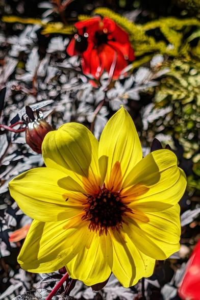 A vivid, close-up photograph of a bright yellow dahlia in full bloom, dominating the foreground. Its petals radiate outward from a dark, reddish-brown centre. In the soft-focus background, a deep red flower and silvery-grey and green foliage are visible, creating a strong contrast with the primary yellow subject. The image is taken in bright sunlight, highlighting the flower's texture.