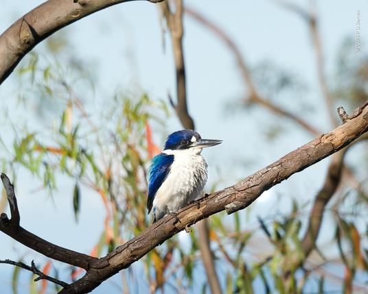 Forest kingfisher (incinctus) perched