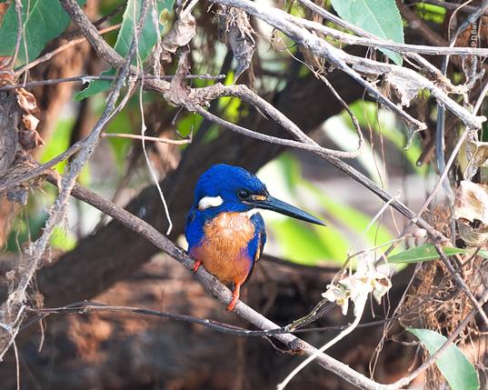 Azure kingfisher, perched