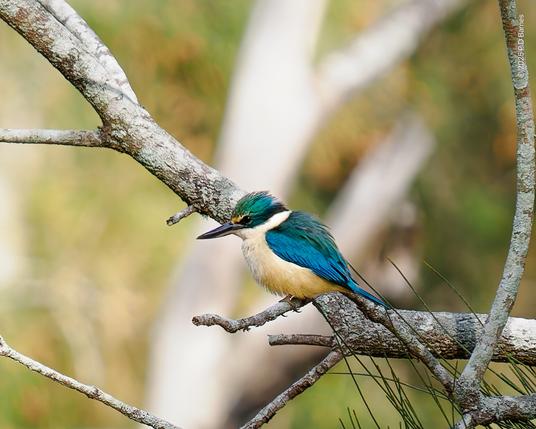 Sacred kingfisher, perched