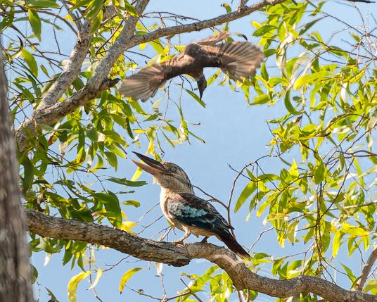 Blue-winged kookaburra, close relative to the more common laughing jackass, under attack by a little friarbird (the kooka won). Note the nictitating membrane closed over its eye as an instinctive reaction.