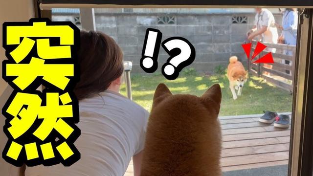 離れ離れになった姉犬が庭に突然現れたら…妹犬の反応がこちらです…