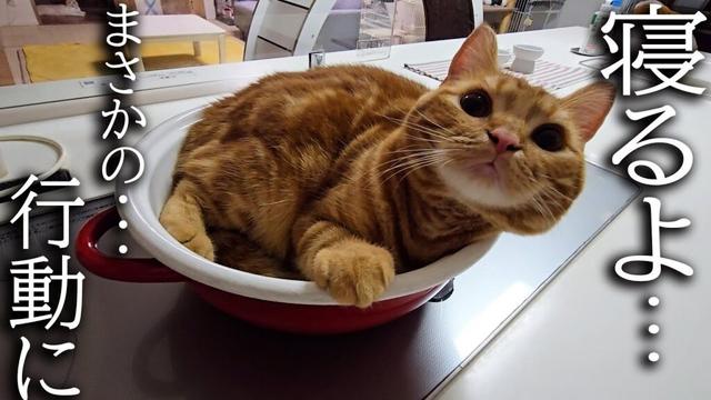 「寝るよ！」と言うと鍋に移動して寝る子猫が可愛い...