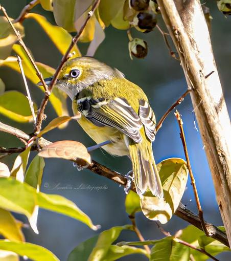 "Perched like a sentinel of song, the white-eyed vireo rests on a slender branch surrounded by a tapestry of green and yellow leaves. Its plumage is a gentle riot of color: the back glows with a mossy green-yellow hue, fading into soft white underparts that catch the light like polished stone. Two crisp white wing bars slice through its folded feathers, like ceremonial sashes worn by a dignitary of the canopy.

The bird’s eye is its most arresting feature—a pale, almost spectral ring encircles the dark pupil, giving it a gaze both inquisitive and ancient, as if it’s mid-chant in a ritual only the forest understands. Its beak is short, pointed, and practical, like a quill meant for dispatches rather than war.

The surrounding leaves shimmer with late-season vitality, some tinged with golden fatigue, others still vibrant with chlorophyll’s last stand. Light filters through the foliage, casting dappled shadows and illuminating the vireo’s feathers with reverence. The entire scene feels paused in a moment of quiet ceremony—an avian witness to the turning of the seasons." - Microsoft Copilot