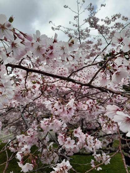 A close up picture of pink and white cherry blossoms in bloom. One branch can be seen distinctly crossing the frame and the sky above is a bit cloudy.