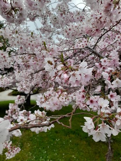 Hundreds of little pink blossoms gathered in small chunks form together to create a view covered in these beautiful flowers. Below is the green grass and a path can be seen running in the distance.