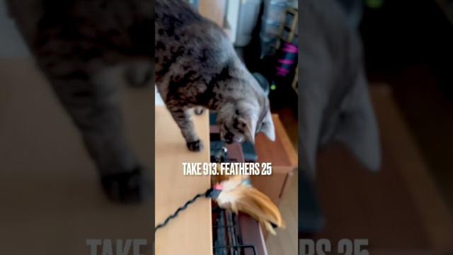 あっ❗️#ずっこける猫 #こける瞬間 ぶれ動画すみません #毎日遊ぶ #お気に入りの #猫じゃらし #egyptianmaucat #エジプシャンマウ #遊ぶ猫 #じらす猫 #shorts