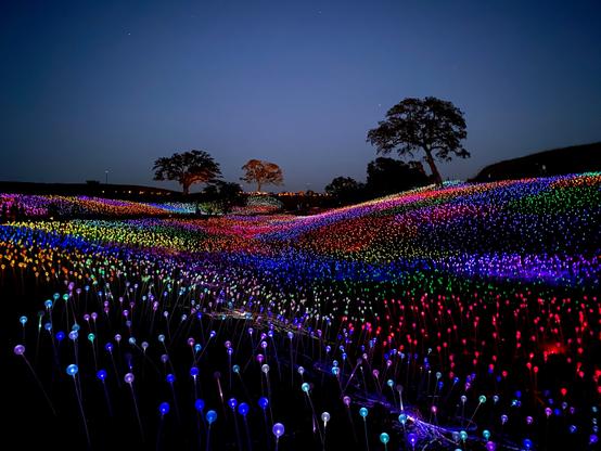 The sky is a blue-black; the sun has set. The silhouettes of oak trees are seen against the dark sky. There are rolling hills all around which are covered with thousands of colored light bulbs on sticks, so it looks like patches of a wildflower super bloom, only in lights at night. The lights change colors, so the scene is always rotating colors. The bulbs are all run on solar power, and there is a walkway through the lights and hills for visitors. There are other light exhibits on the property as well. This is in Paso Robles, California, and Sensorio is a permanent feature. https://sensoriopaso.com