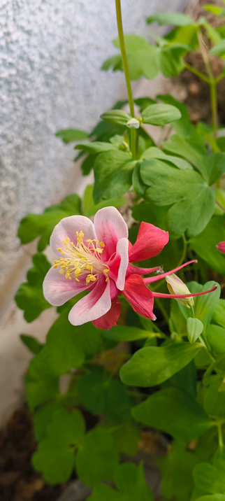 Blüte einer Akelei..