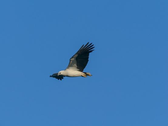 A sea eagle in flight, wings outstretched, framed against a pure blue sky