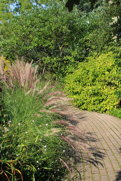 Decorative grasses with pale golden with maroon tinges seedheads along the left frame of the view spilling toward a light brown paver path also lined with other plants, bushes and trees.