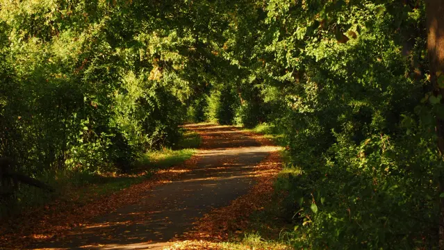 Hohlweg durch herbstlich gefärbte Büsche