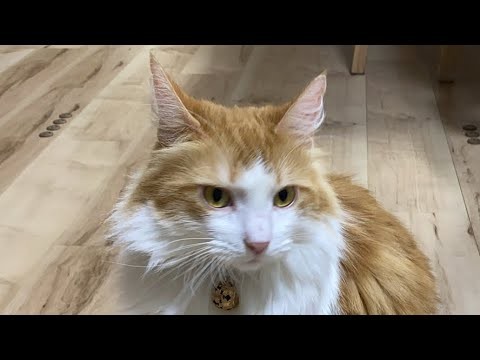 お留守番の猫タイム【マリー（メインクーン）】