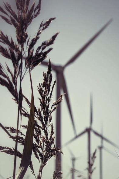 A close-up, low-angle shot of tall, dried reeds in the foreground, sharp and in focus, with the blurred silhouettes of two large wind turbines behind them against a bright, overcast sky. The image has a slightly desaturated, cool-toned filter, highlighting the contrast between the natural plant life and the modern wind farm technology.