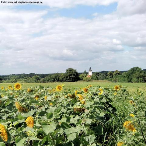 Blühendes Sonnenblumenfeld im Vordergrund mit zahlreichen gelben Blüten, teils nach unten geneigt. Dahinter weite, grüne Wiesen und eine Baumreihe. In der Ferne ragt ein heller Kirchturm mit dunklem Spitzdach über das Grün, unter einem teils bewölkten, hellblauen Himmel.