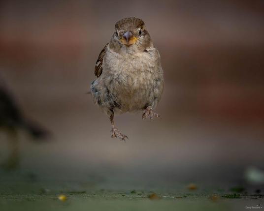 Ein Spatz scheint direkt auf die Kamera zu zu hüpfen
Quelle: House Sparrow, Greg Bessant, Pinterest
