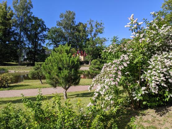 Un jardin public de Tallinn. On voit principalement des arbres de différentes espèces, dont un en fleurs blanches au 1er plan à droite. On distingue un étang derrière. En arrière plan, à travers les arbres, on devine quelques immeubles d'habitations. Le ciel est parfaitement bleu.