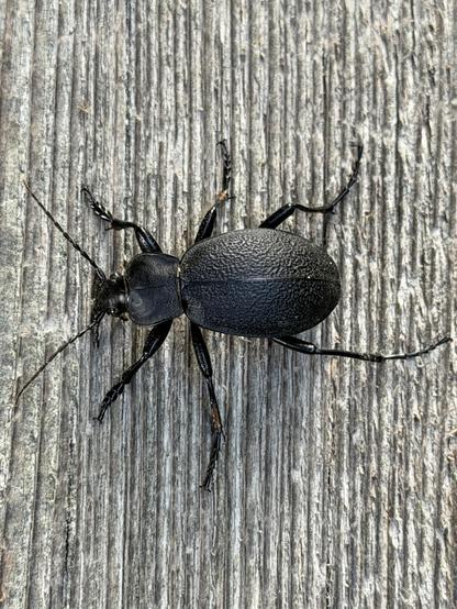 Der Lederlaufkäfer (Carabus coriaceus) ist eine Art aus der Familie der Laufkäfer. 
Leather beetle. Leather beetle (Carabus coriaceus).