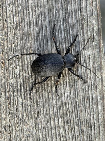 Der Lederlaufkäfer (Carabus coriaceus) ist eine Art aus der Familie der Laufkäfer. 
Leather beetle. Leather beetle (Carabus coriaceus).