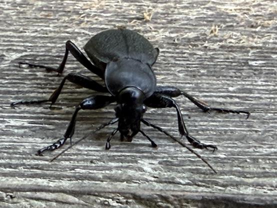 Der Lederlaufkäfer (Carabus coriaceus) ist eine Art aus der Familie der Laufkäfer. 
Leather beetle. Leather beetle (Carabus coriaceus).