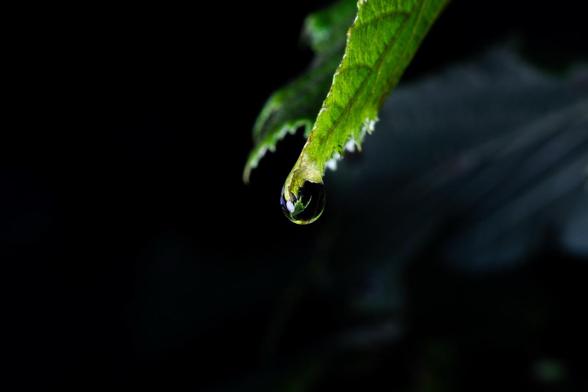 The same three photographs, they just get closer. A green leaf in a forest. There is a water droplet hanging off the leaf. There is the reflection of another leaf if you look closely or zoom in.