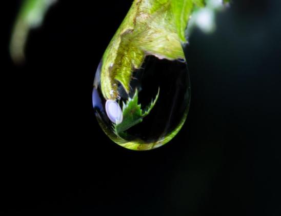 The same three photographs, they just get closer. A green leaf in a forest. There is a water droplet hanging off the leaf. There is the reflection of another leaf if you look closely or zoom in.
