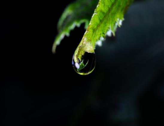 The same three photographs, they just get closer. A green leaf in a forest. There is a water droplet hanging off the leaf. There is the reflection of another leaf if you look closely or zoom in.