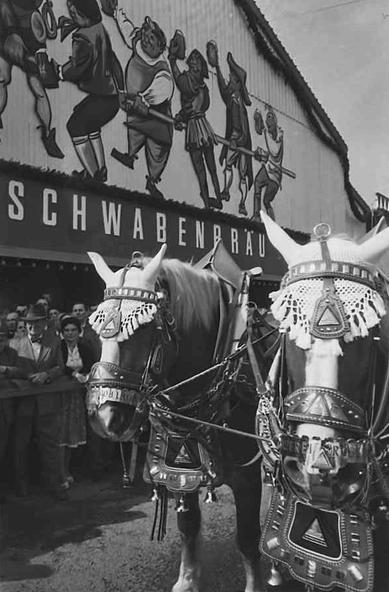 Pferdegespann (nur die Köpfe der Pferde sichtbar) vor dem Schwabenbräu Zelt.