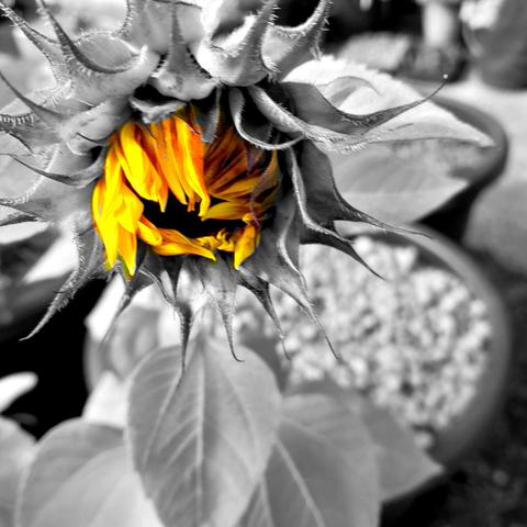 hurry up sunflower, it's nearly October