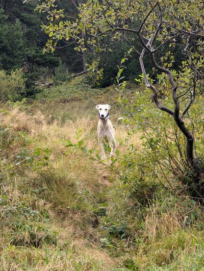 Alfie the lurcher standing further down a grassy footpath, peering through long grass towards the camera as if ready to run.