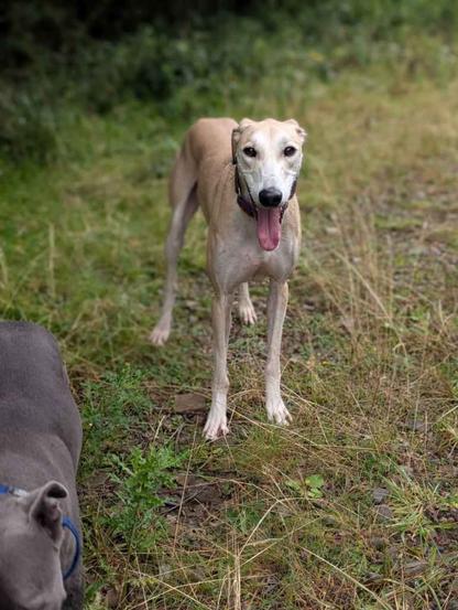 Alfie, a young lurcher, standing on a grassy path looking towards the camera.