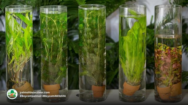 #Algae #biotech 🌱🥬 is a healthy replacement for the #ecocide of #palmoil and offers hope that rainforests, rare #plants and #animals could be saved from #extinction. Take action when you shop #Boycottpalmoil 🌴🩸☠️⛔️ #Boycott4Wildlife @palmoildetect https://palmoildetectives.com/2022/11/09/palm-oil-substitutes-can-offer-beleaguered-rainforests-a-fighting-chance/?utm_source=mastodon&utm_medium=Palm+Oil+Detectives&utm_campaign=publer
