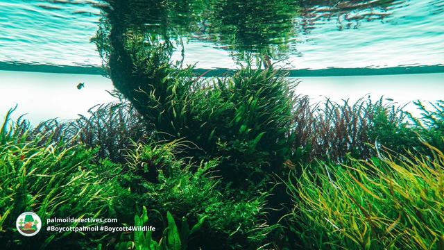 #Algae #biotech 🌱🥬 is a healthy replacement for the #ecocide of #palmoil and offers hope that rainforests, rare #plants and #animals could be saved from #extinction. Take action when you shop #Boycottpalmoil 🌴🩸☠️⛔️ #Boycott4Wildlife @palmoildetect https://palmoildetectives.com/2022/11/09/palm-oil-substitutes-can-offer-beleaguered-rainforests-a-fighting-chance/?utm_source=mastodon&utm_medium=Palm+Oil+Detectives&utm_campaign=publer