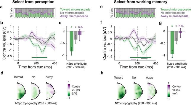 Microsaccades strongly modulate but do not cause the N2pc EEG marker of top-down covert and internal shifts of spatial attention. Trials were classified into “toward-microsaccade,” “away-microsaccade,” and “no microsaccade” classes based on the presence/absence and direction of microsaccades in the relevant predefined 150–400 ms time window. (a, e) Participant-specific proportions of trial classes during selection from perception (panel a) and working memory (panel e). (b, f) N2pc waveforms (contra vs. ipsilateral ERPs in PO7/8) for the three microsaccade-based trial classes. Shading indicates ±1 SEM calculated across participants (n = 23). Colored horizontal lines in the time course plots indicate significant temporal clusters (cluster-based permutation). (c, g) N2pc amplitudes in the three microsaccade trial classes extracted over the predefined 200–300 ms N2pc time window. The bar graphs show mean values, with error bars indicating ±1 SEM calculated across participants (n = 23). The stars above the bars indicate that N2pc amplitude for that specific trial class is significantly different from zero (P < 0.05). (d, h) N2pc topographies across trial classes plotted as contralateral vs. ipsilateral activity.
