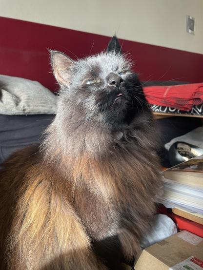 A long haired black cat sitting in the sunshine with just the very tip of its tongue sticking out.