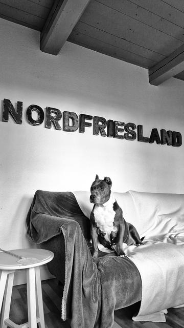 Schwarzweißfoto einer American-Staffordshire-Hündin, die aufrecht und wachsam auf einer mit Decken bedeckten Couch sitzt und vom Betrachter aus gesehen nach links schaut. Hinter und über ihr ist in Großbuchstaben der Schriftzug „Nordfriesland” angebracht. Links im Bild steht ein kleiner weißer Beistelltisch, auf dem eine Fliegenklatsche liegt. Oben wird die Szene mit einer Balkendecke abgeschlossen.