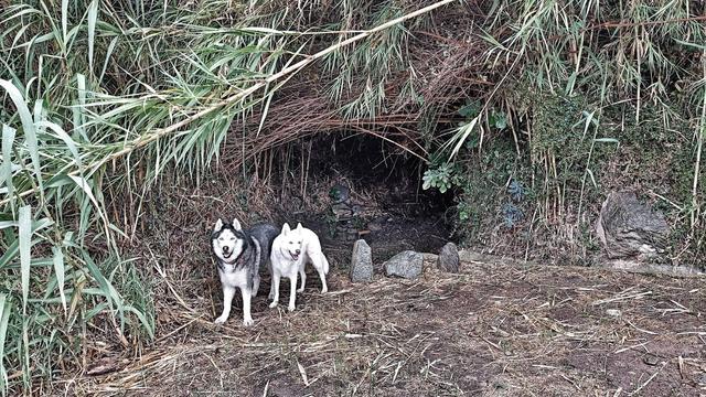 Two dogs, one black and white and one white, standing in front of a bamboo cave that leads to a small fuente.