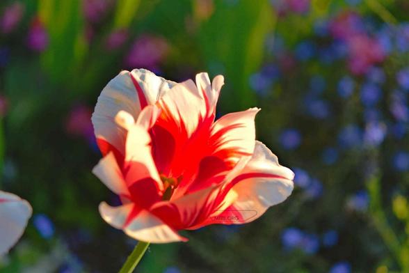 die weis-rote blüte einer tulpe / the white red blossom of a tulip