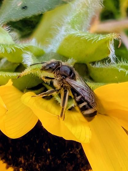 Die hochauflösende Nahaufnahme zeigt eine Biene oder Wildbiene, die auf dem leuchtend gelben Blütenblatt einer Sonnenblume sitzt.